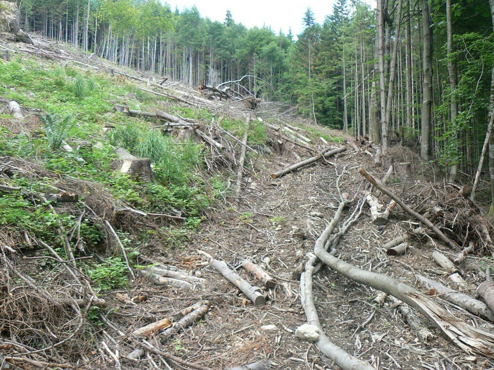 Вырубка леса в Карпатах