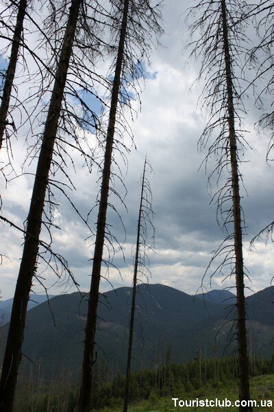 Леса рядом с Синевиром