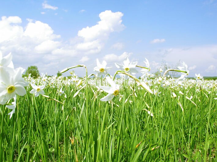 Долина нарциссов