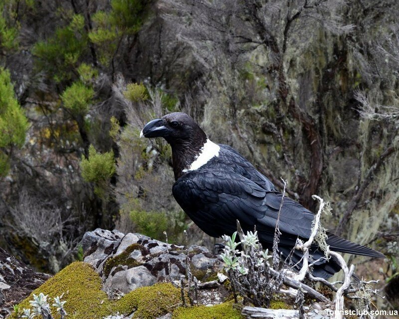 команда Килиманджаро