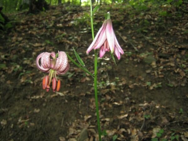 Лилия лесная