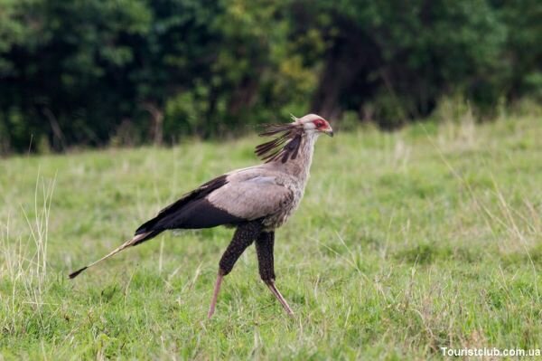 Нгоронгоро